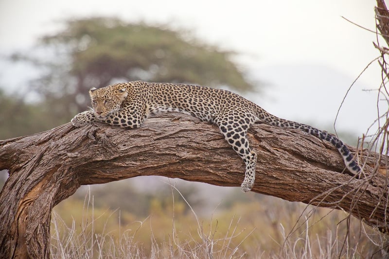 Safari drives
